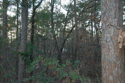 DSC_0027.JPG